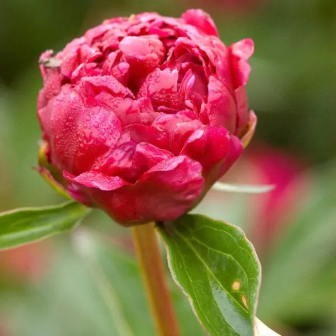 Peony Kansas