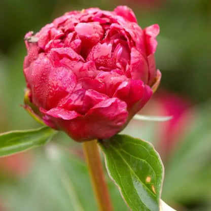 Peony Kansas