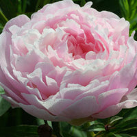 Peony Myrtle Gentry