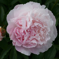 Peony Myrtle Gentry