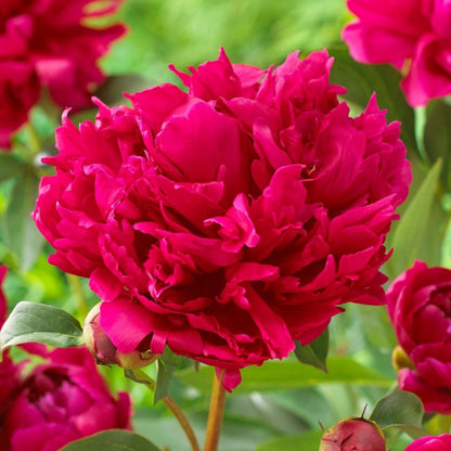 Peony Red Magic