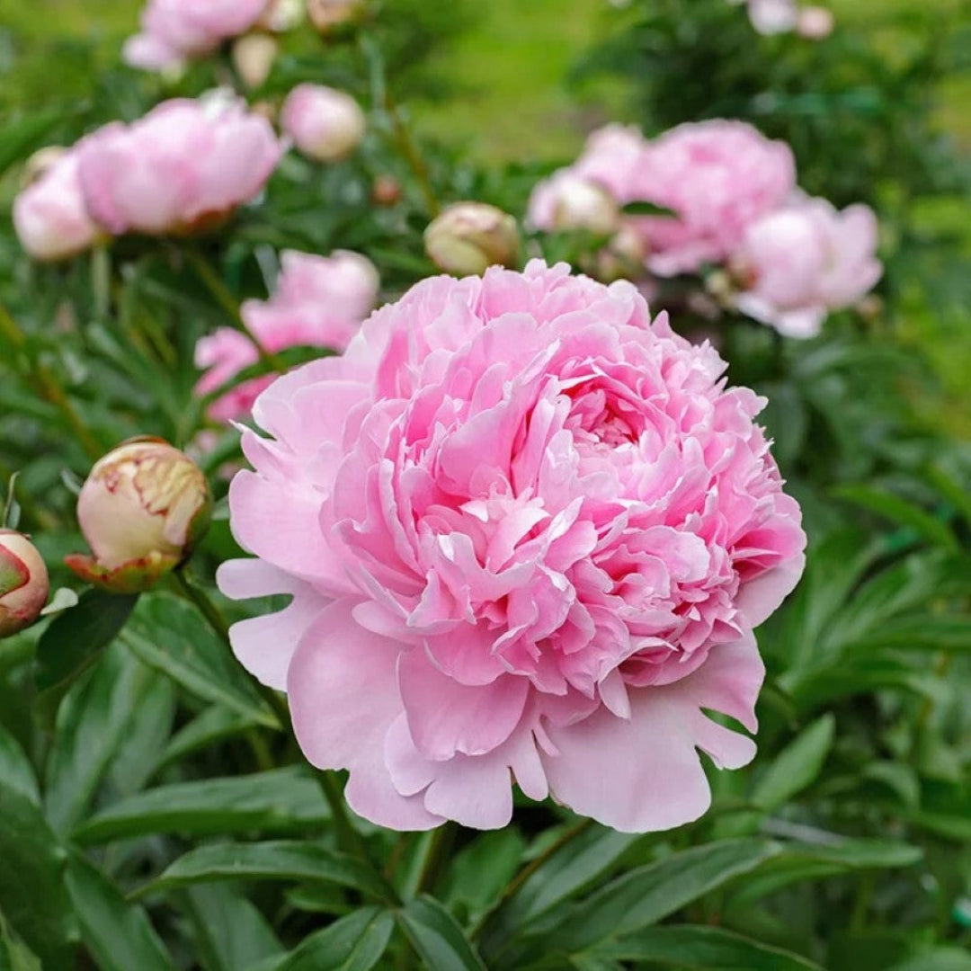 Peony Sarah Bernhardt