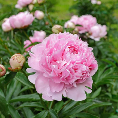 Peony Sarah Bernhardt