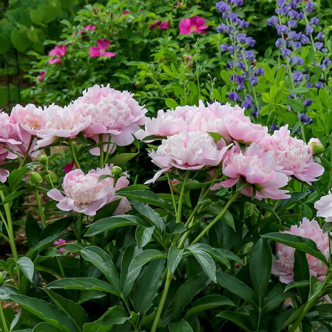Peony Sarah Bernhardt