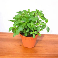 Herb: Mint, Peppermint, Scented Leaves with Tiny Lavender Flowers