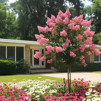 Peppermint Crape Myrtle