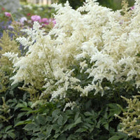 Astilbe Deutschland false spirea with white plumes