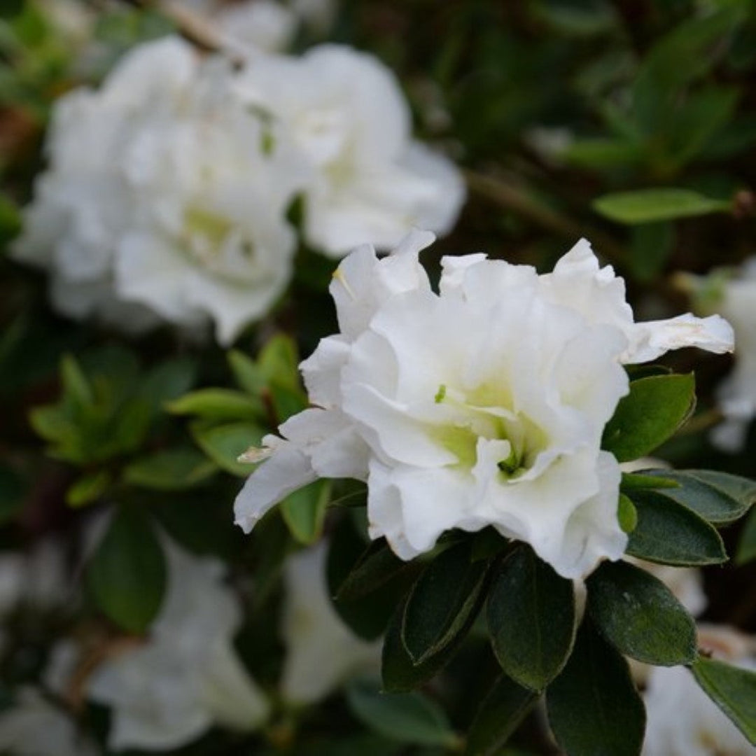 Perfecto Mundo Double White Reblooming Azalea