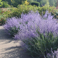Perovskia atriplicifolia 'Sage Advice' (Russian Sage) - [EG]