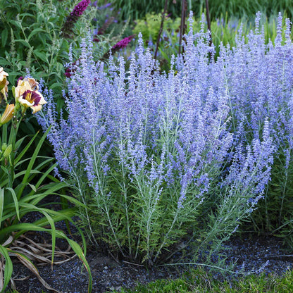 Perovskia atriplicifolia &