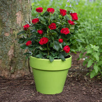 Petite Knock Out Rose