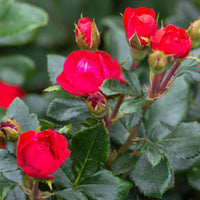 Petite Knock Out Rose