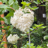 Blooming Phantom Hydrangea Bush in Garden Setting