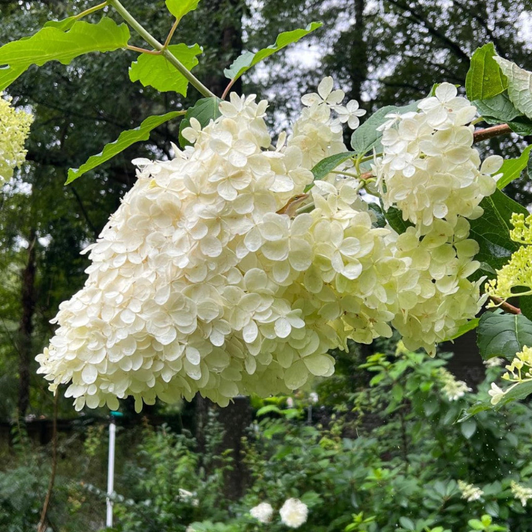 Encore R Hydrangea White Hydrangea Bush
