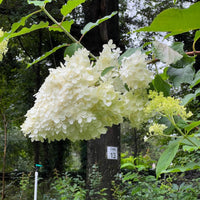 Phantom Hydrangea Shrub Perfect for Privacy Borders