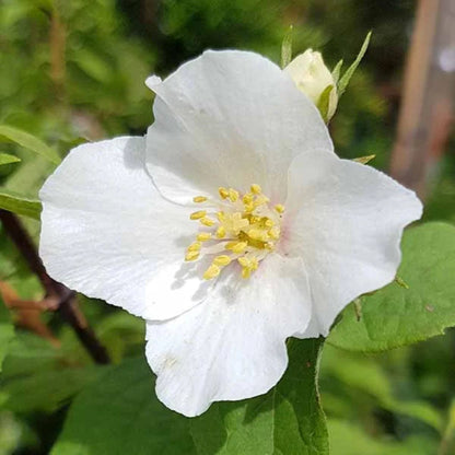 Mock Orange Flowering Shrub