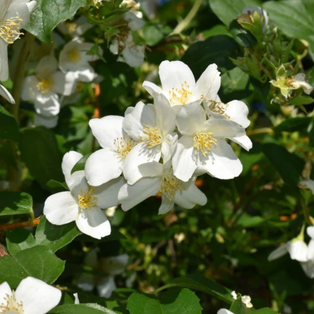 Sweet Mock Orange- perfect white blooms and sweet Orange scent