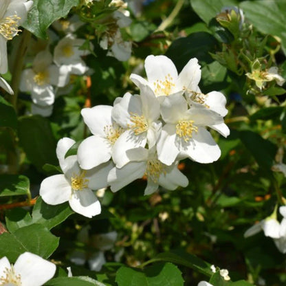 Sweet Mock Orange- perfect white blooms and sweet Orange scent