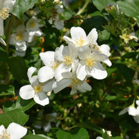 Sweet Mock Orange - Perfect White Blooms