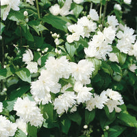 Minnesota Snowflake Dwarf Mock Orange white flowers