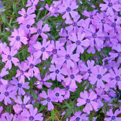 Phlox Subulata &