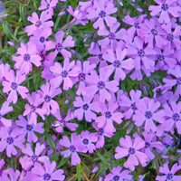 Phlox Purple Beauty perennial ground cover