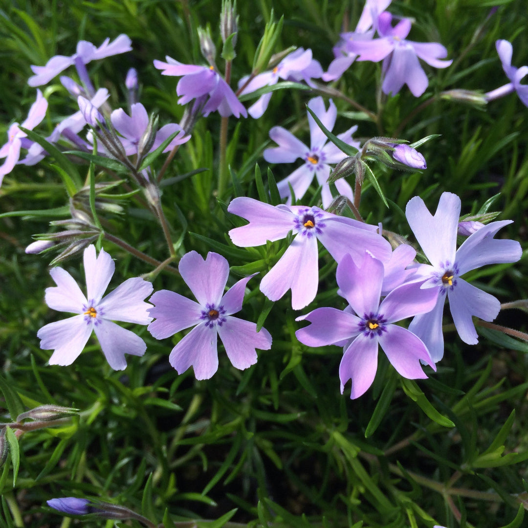 Emerald Blue Creeping Phlox in bloom