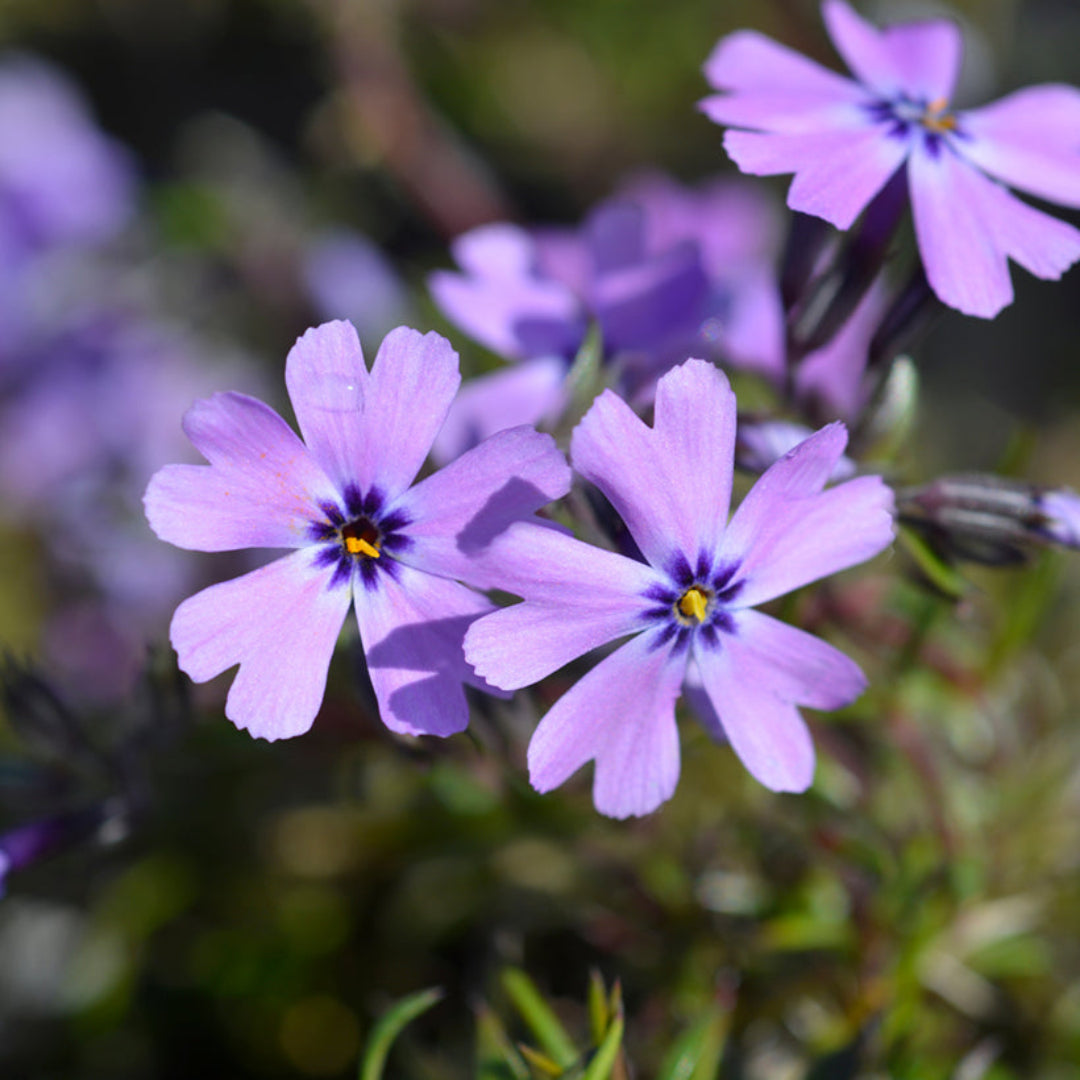 Phlox Subulata (Blue), Thrift, Creeping Phlox  - [EG]