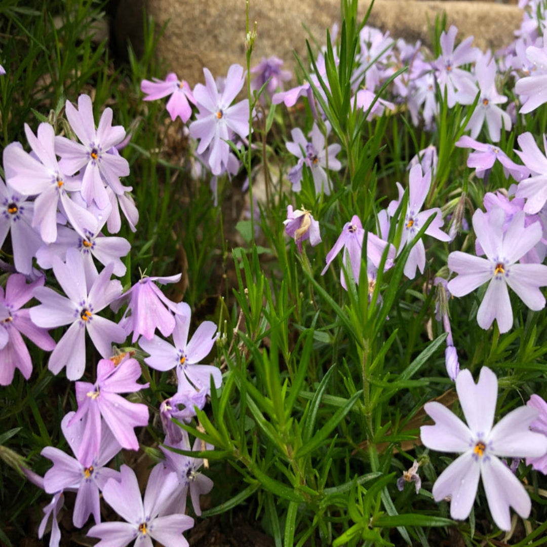 Phlox Subulata (Blue), Thrift, Creeping Phlox  - [EG]