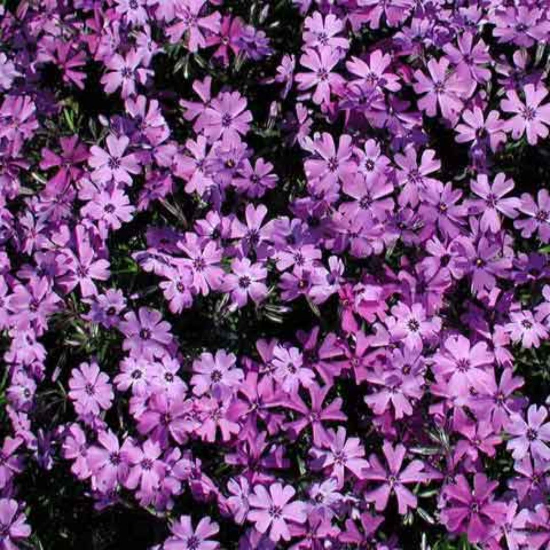 Red Wings Creeping Phlox Subulata