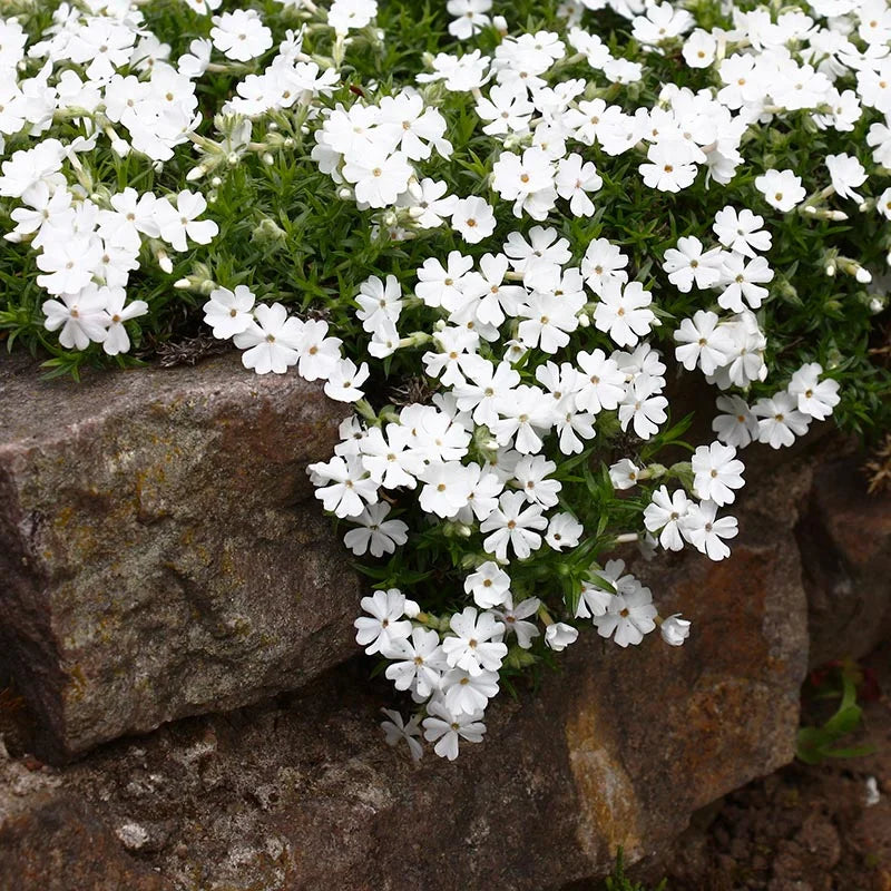 Phlox Subulata 'Snowflake' White Creeping Phlox is Covered with White Flowers In Spring