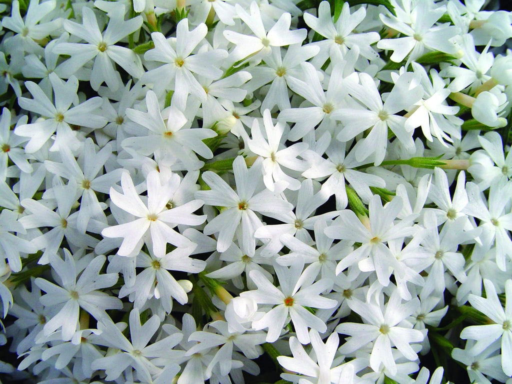 Phlox Subulata 'Snowflake' White Creeping Phlox is Covered with White Flowers In Spring