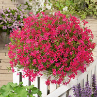 Phlox Subulata 'Scarlet Flame'