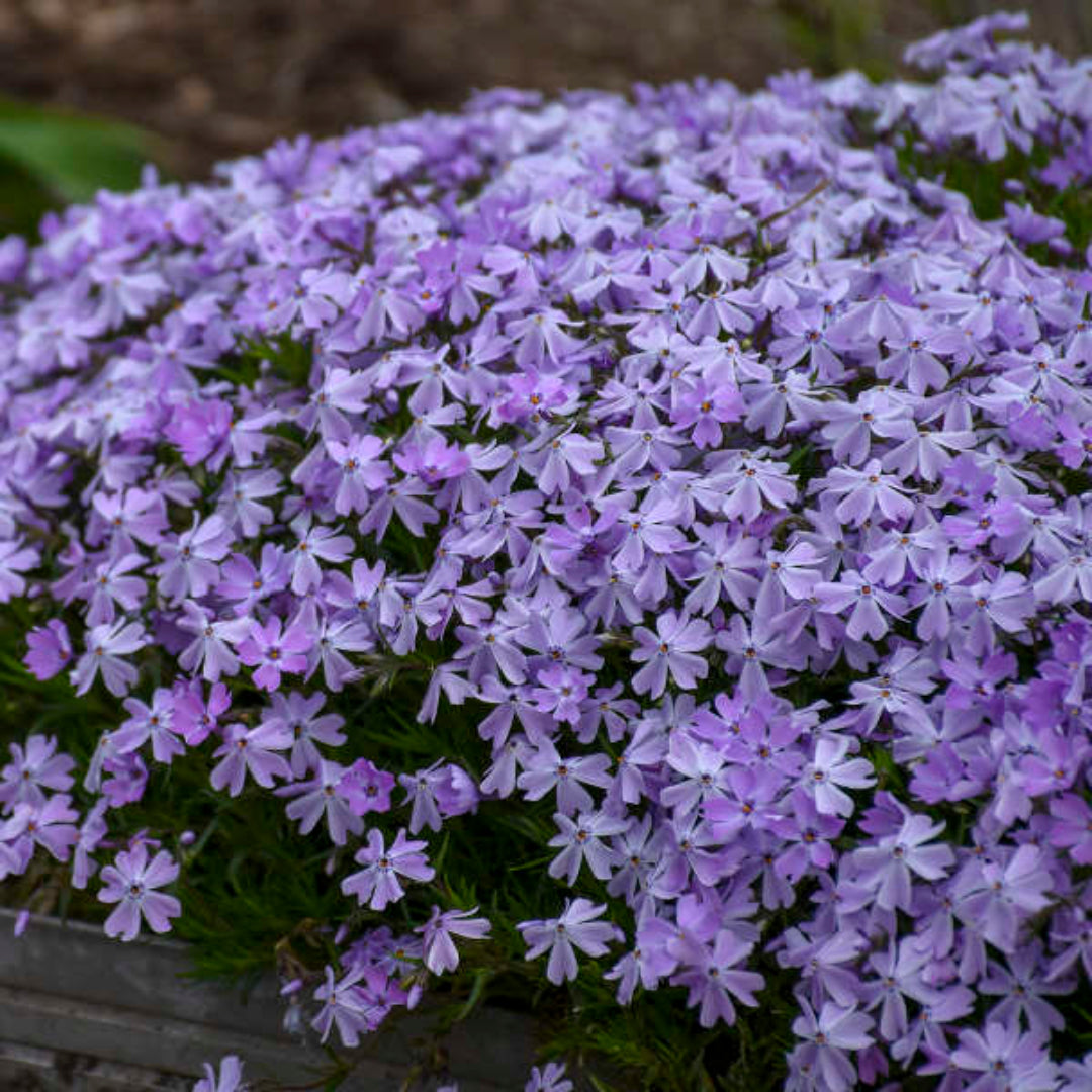Lavender-blue flowers of Phlox subulata