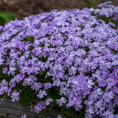 Lavender-blue flowers of Phlox subulata