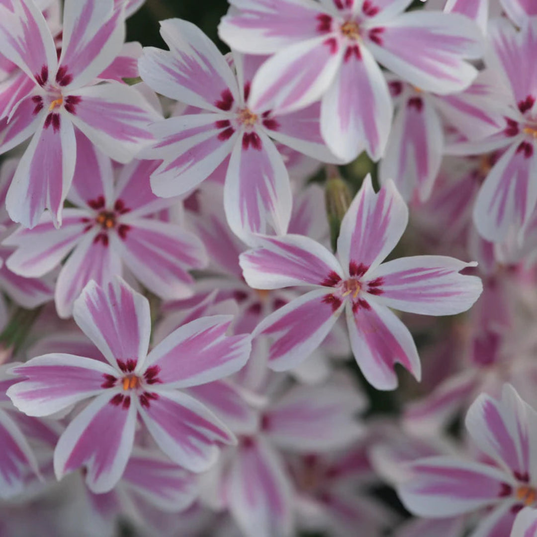 Phlox subulata Candy Stripe flowering groundcover