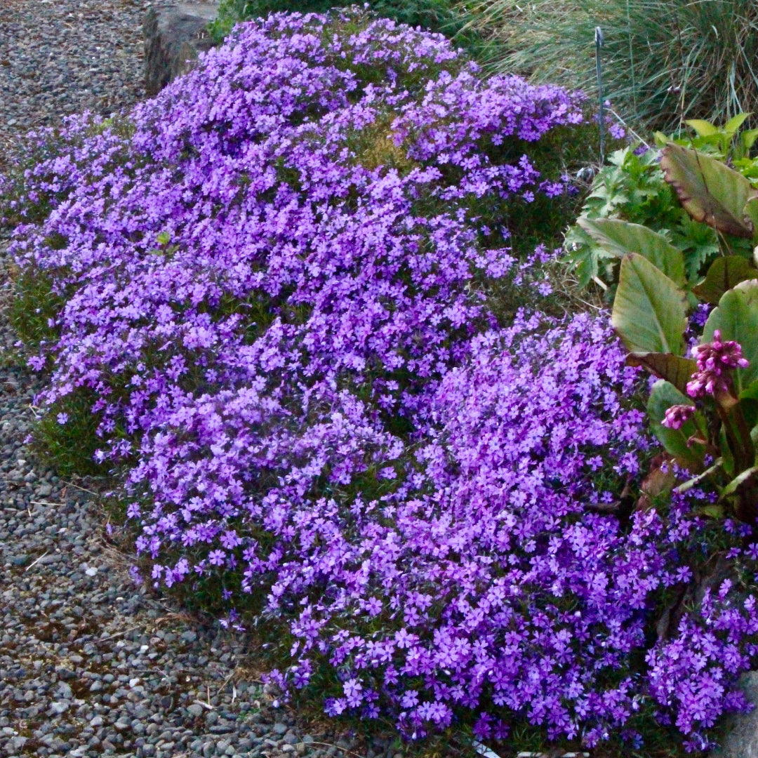Phlox Subulata &