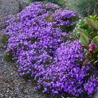 Purple Beauty Creeping Phlox plant