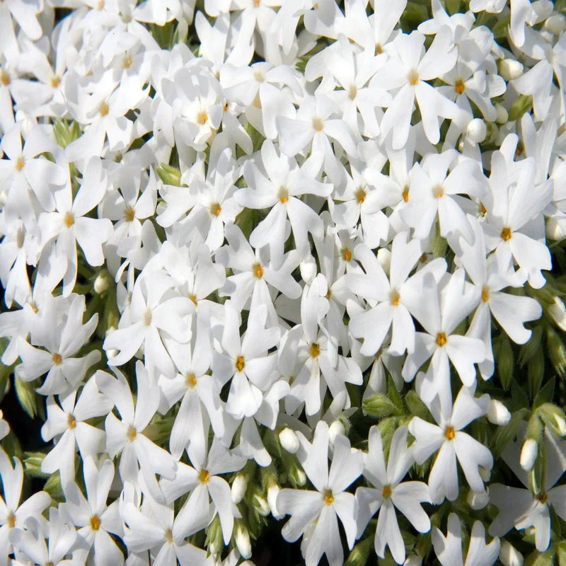 White creeping phlox Snowflake flowers