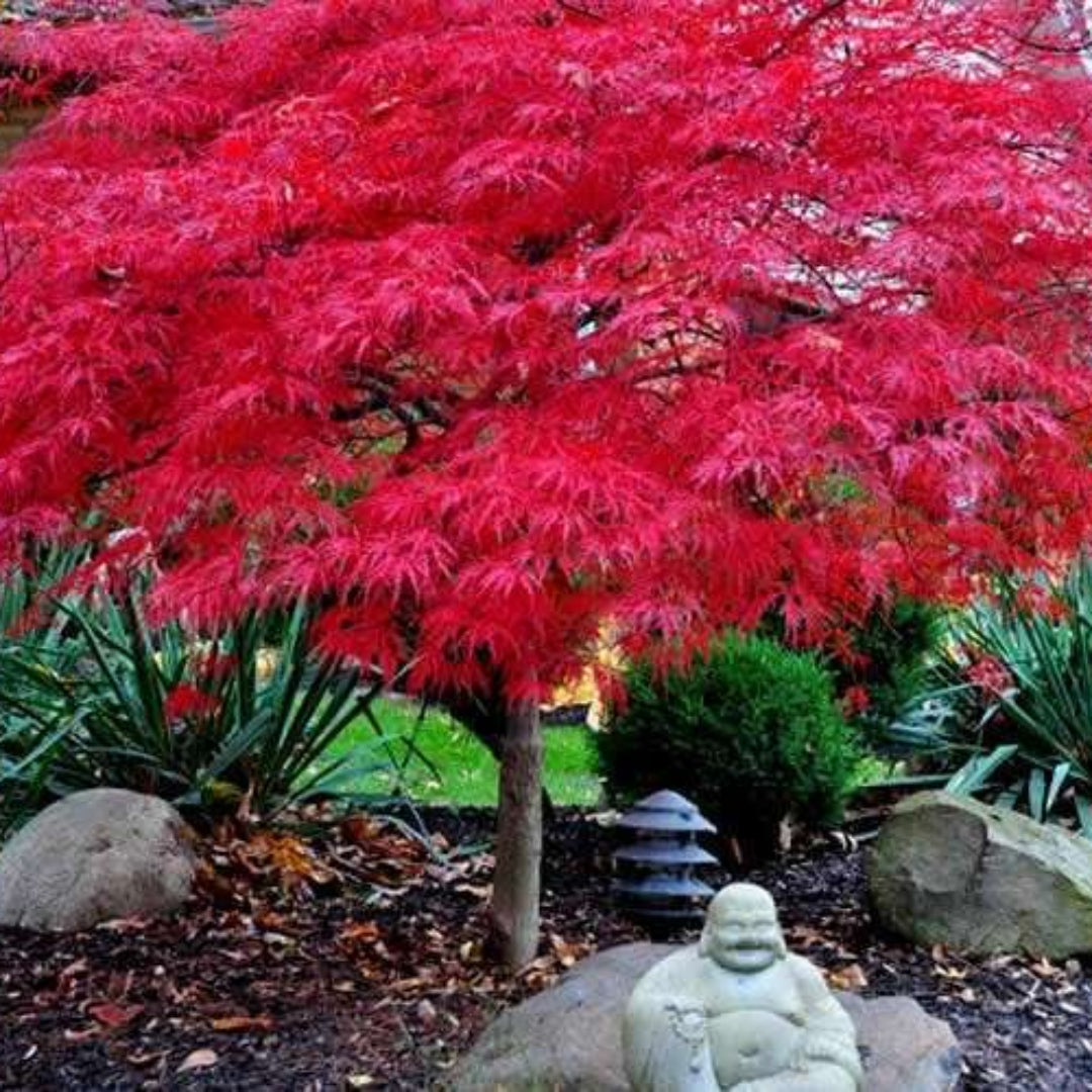 Red Dragon Japanese Maple Plant