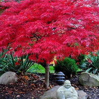 Red Dragon Japanese Maple Plant