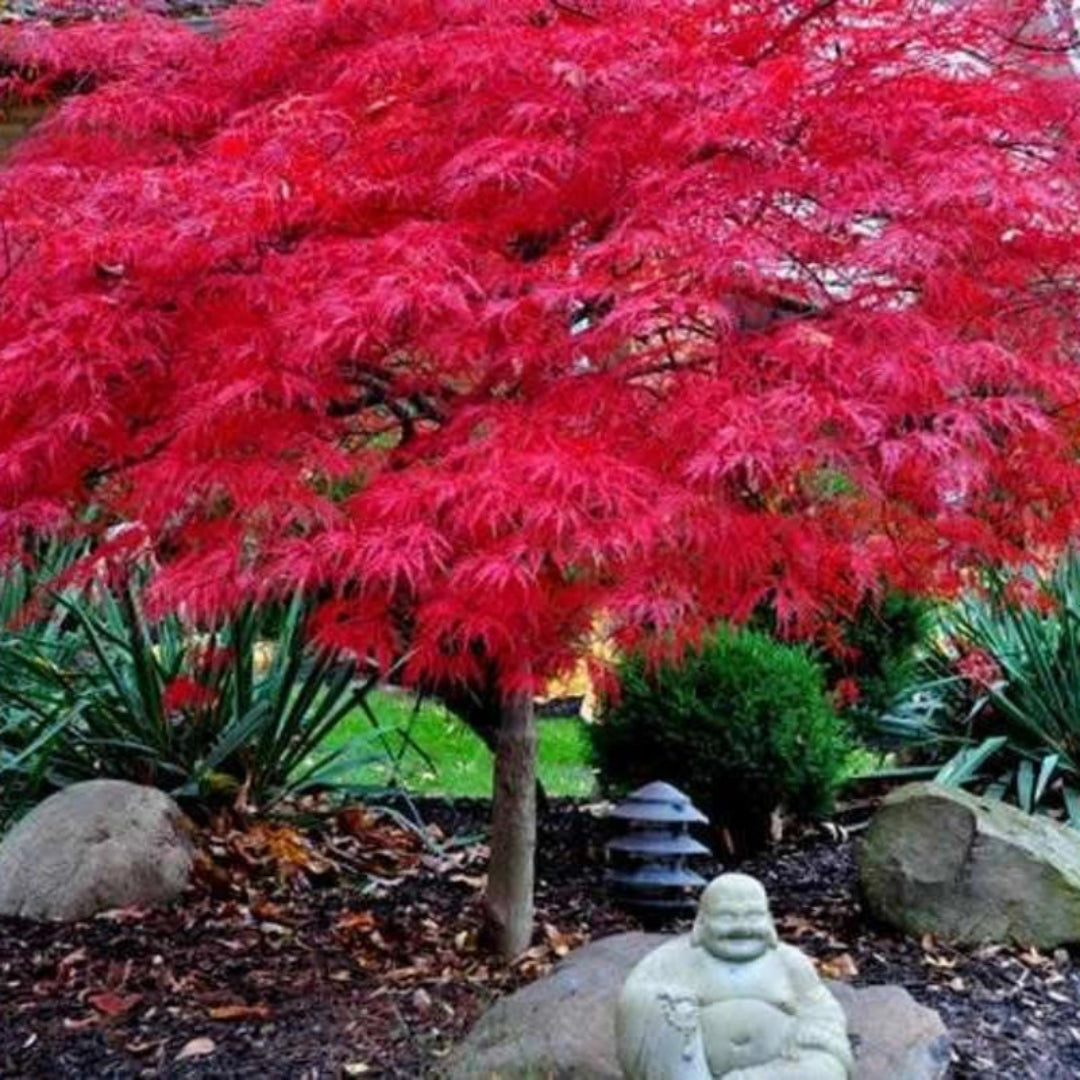 Red Dragon Japanese Maple with burgundy red leaves in full color