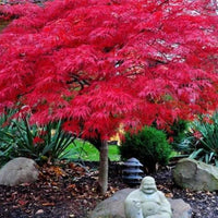 Red Dragon Japanese Maple with burgundy red leaves in full color