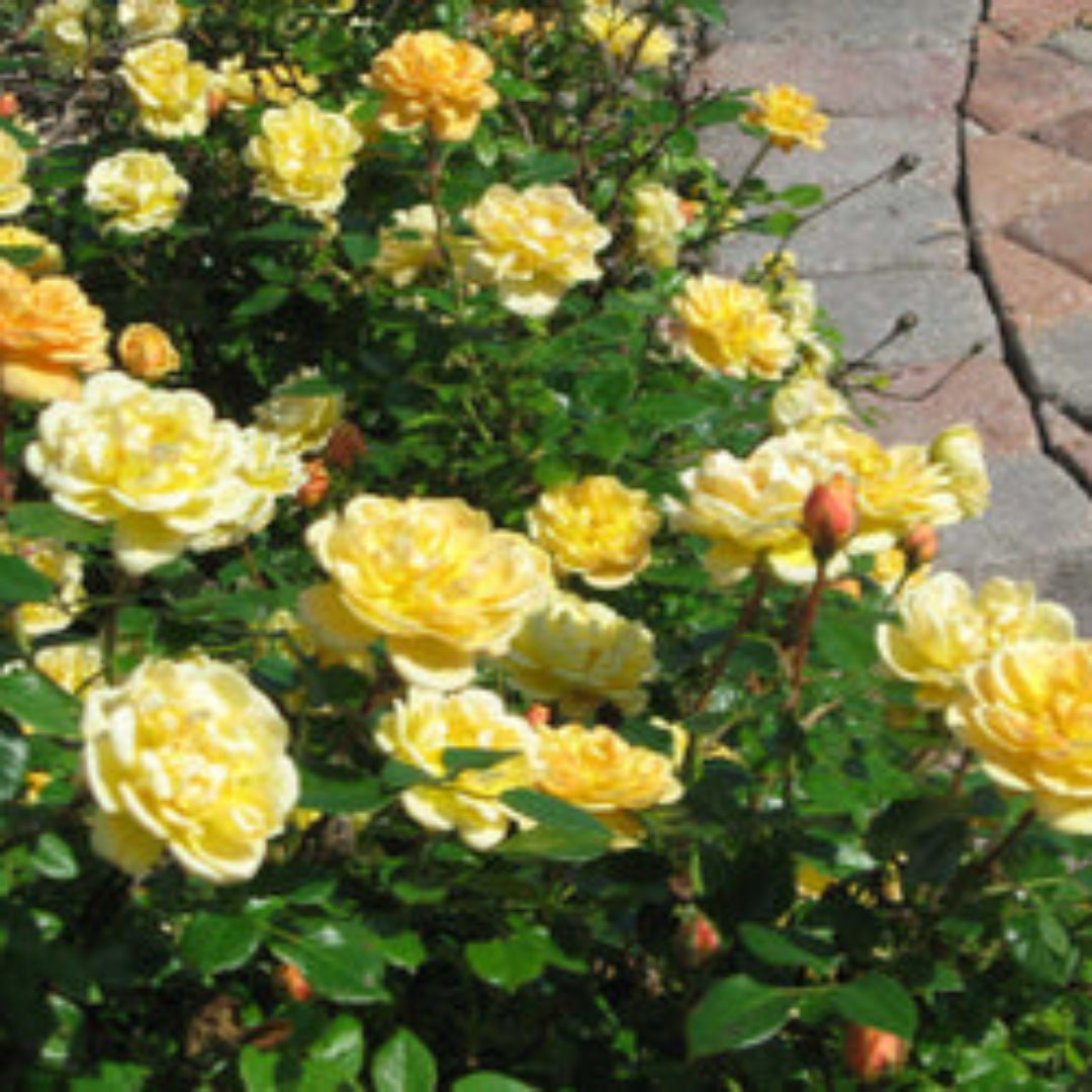 Sunrosa Yellow Shrub Rose