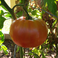 Tomato Plant 'Parks Whopper'