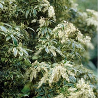 Variegated Pieris
