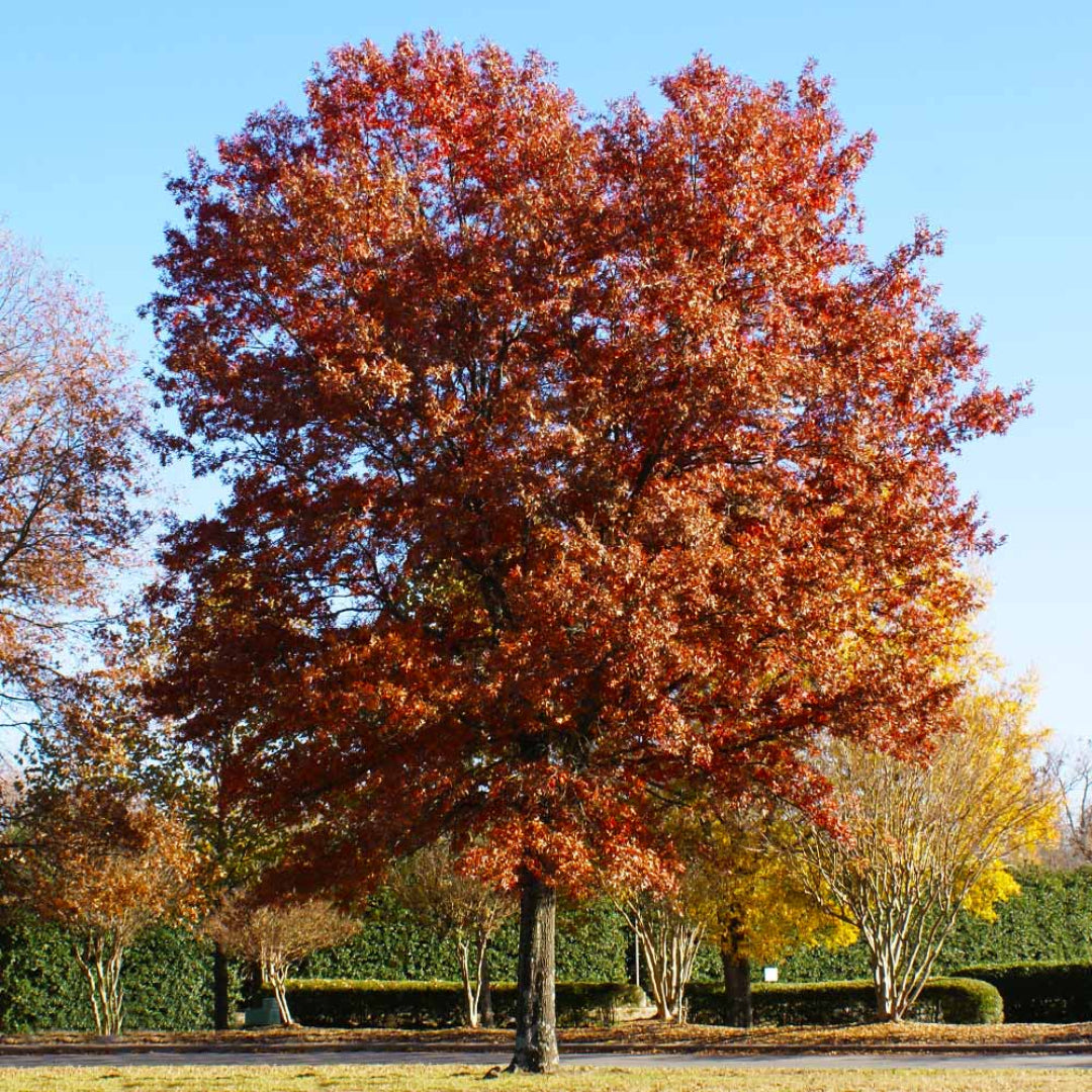 Buy Pin Oak Tree Plants & Trees Online | Pixies Gardens