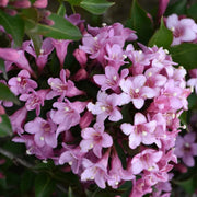 Pink Poppet' Weigela