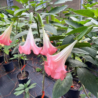 Cluster of soft pink angel trumpet flowers