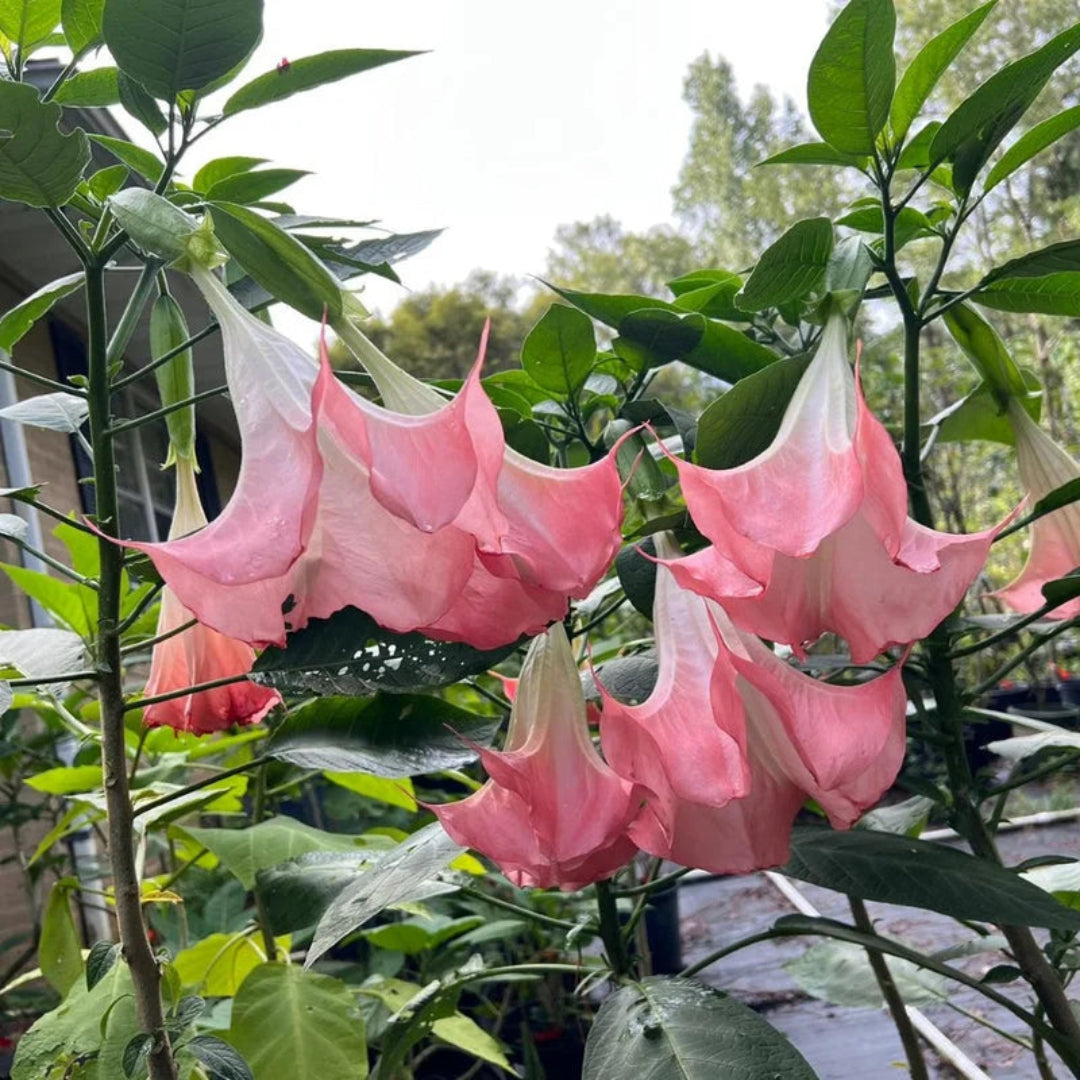 Close up of pink trumpet flowers